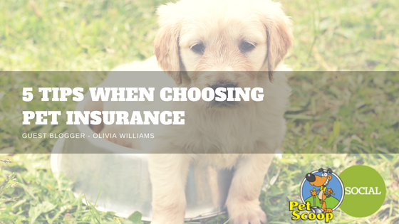 Pet Scoop - 5 tips when choosing pet insurance in Denver