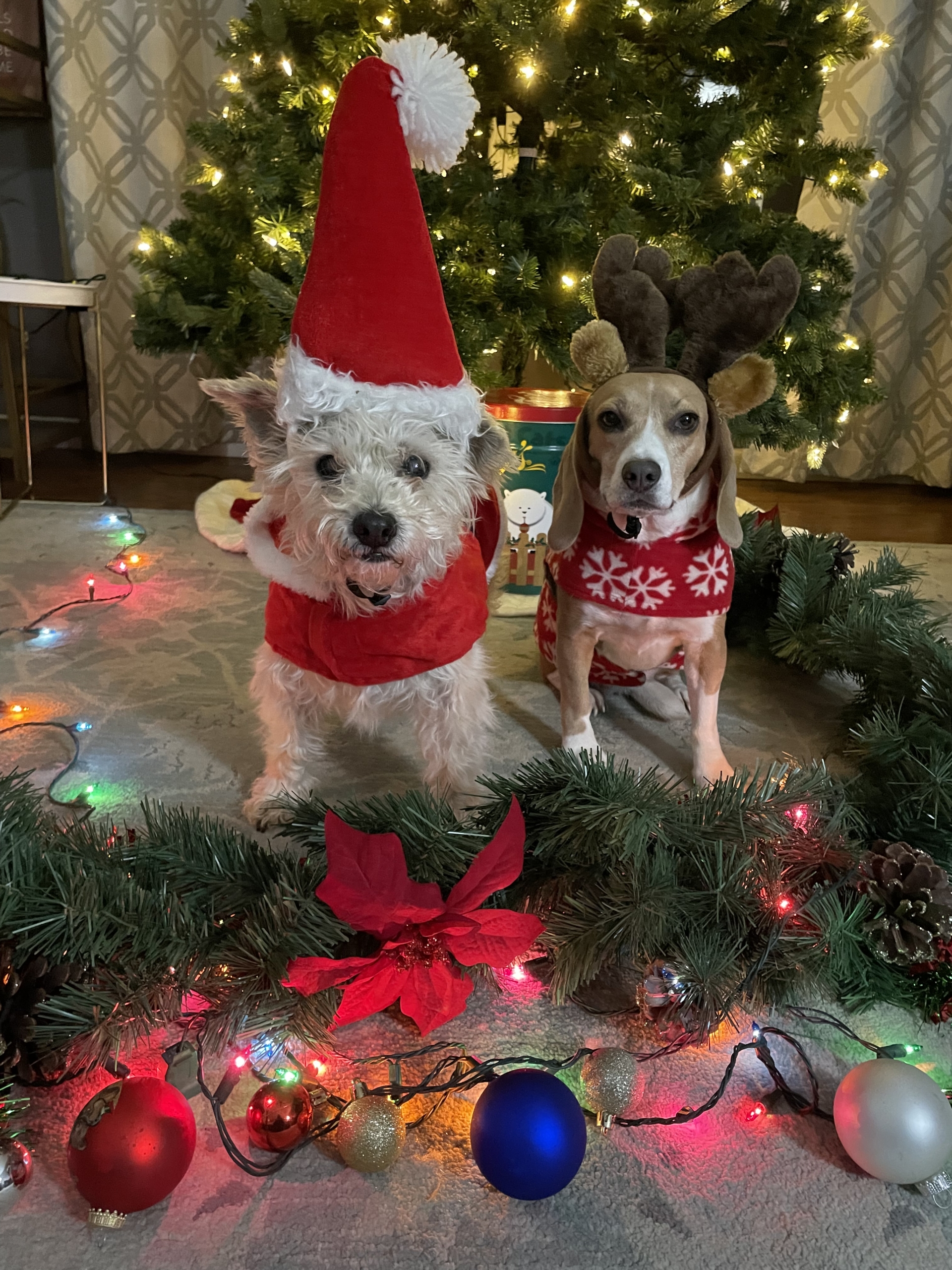 Romeo and Ellie are ready for the holidays